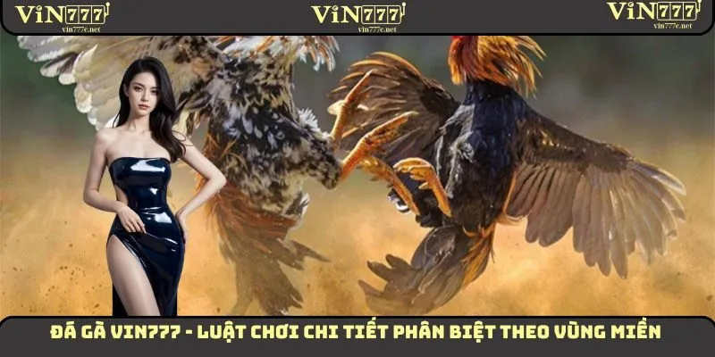 Đá Gà VIN777 - Luật Chơi Chi Tiết Phân Biệt Theo Vùng Miền