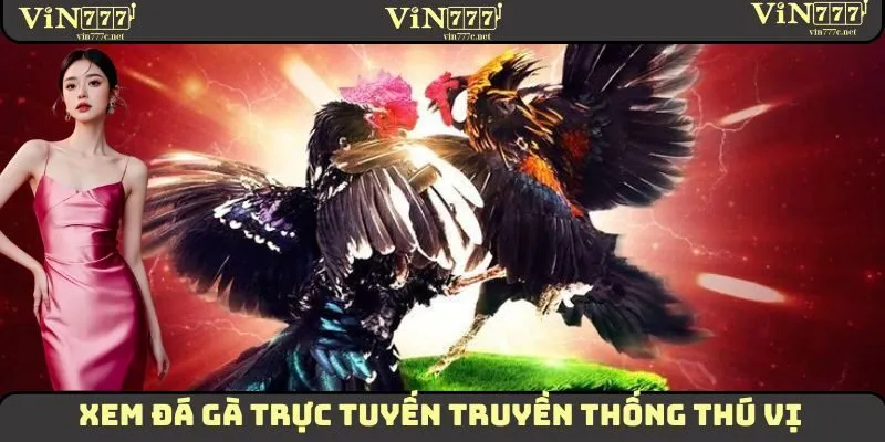 Xem đá gà trực tuyến truyền thống thú vị